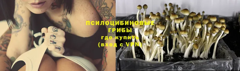 Псилоцибиновые грибы Psilocybe Асино