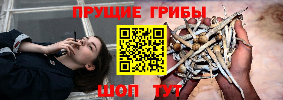 Псилоцибиновые грибы Psilocybe  Асино  Галлюциногенные грибы прущие грибы 